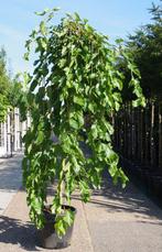 morus alba pendula moerbei boom treurvorm treurboom, Ophalen, Zomer, Volle zon