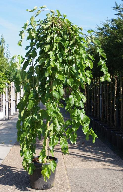 morus alba pendula moerbei boom treurvorm treurboom, Tuin en Terras, Planten | Tuinplanten, Volle zon, Zomer, Ophalen