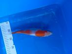 Te koop prachtige Kohaku 25 cm, Dieren en Toebehoren, Karper of Koi