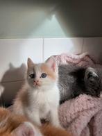Halve ragdoll kittens, Dieren en Toebehoren, Meerdere dieren, Ontwormd