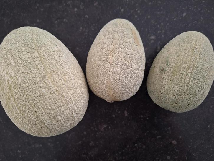 Paaseieren, Diversen, Pasen, Ophalen of Verzenden