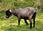 Gecastreerd bokje,, Dieren en Toebehoren, Schapen, Geiten en Varkens, Mannelijk, Geit