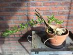 Struik kamperfoelie bonsai starter, Minder dan 100 cm, Overige soorten, Ophalen