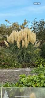 Grote pampas en grote horensia, Overige soorten, 100 tot 250 cm, Zomer, Ophalen