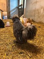 Zwarte zijdehoender kriel haan, Dieren en Toebehoren, Pluimvee, Mannelijk, Kip