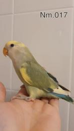 Handtamme baby agapornis. +/- 6 weken oud. zie beschrijving., Geslacht onbekend, Dwergpapegaai of Agapornis, Geringd