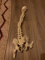 Bekken en wervelkolom model, Hobby en Vrije tijd, Cursusmateriaal, Ophalen of Verzenden, Zo goed als nieuw, Overige typen