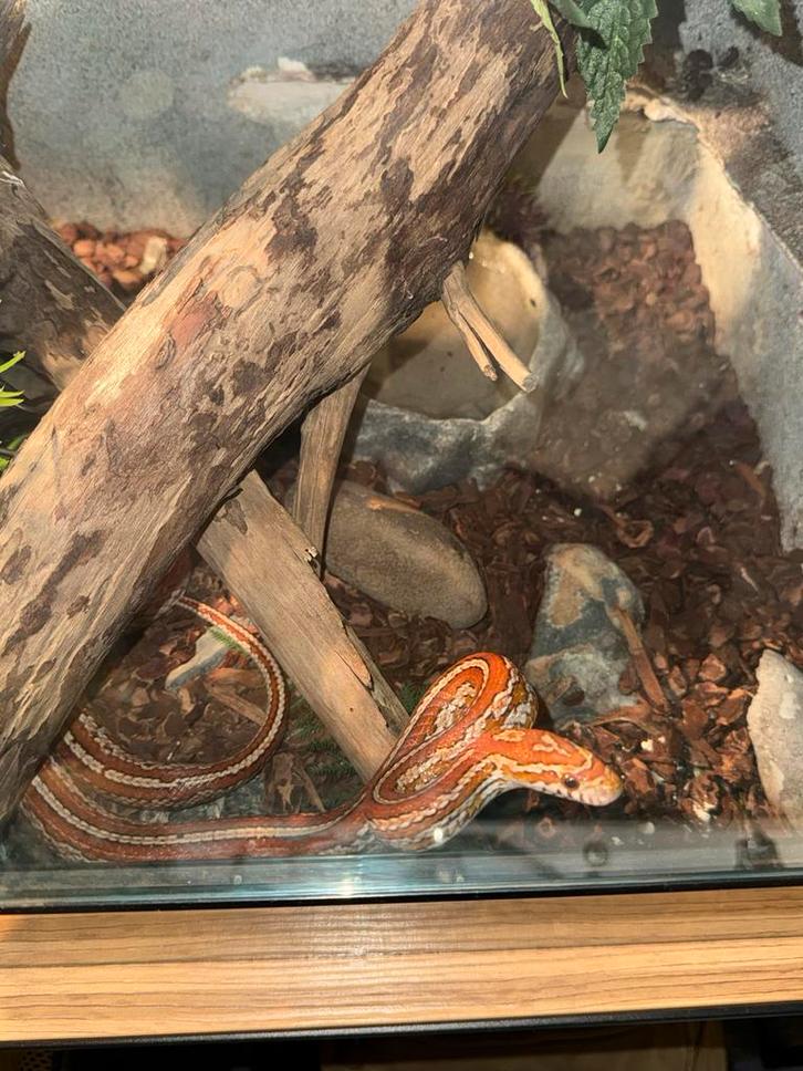 Terrarium met rattenslang, Dieren en Toebehoren, Reptielen en Amfibieën, Slang, 0 tot 2 jaar, Met terrarium, Tam