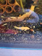 Ancistrus albino borstelneus algeneter, Dieren en Toebehoren, Vissen | Aquariumvissen, Vis, Zoetwatervis