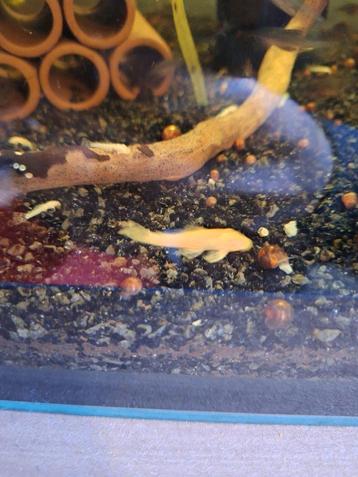 Ancistrus albino borstelneus algeneter beschikbaar voor biedingen