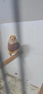 Gould pop, Dieren en Toebehoren, Vogels | Overige Vogels, Vrouwelijk, Tropenvogel, Geringd