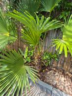 Mooie nog kleine Chinese waaierpalm (stam 30 cm), Ophalen, Volle zon, Palmboom