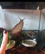 Reuzen Afrikaanse Landslakke, Dieren en Toebehoren, Juli, Meerdere dieren