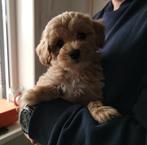 maltipoo pups teefjes, Dieren en Toebehoren, Honden | Chihuahua's en Gezelschapshonden, Overige rassen, 8 tot 15 weken, Teef, Meerdere