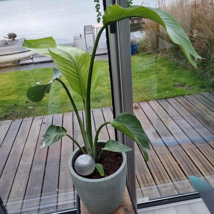 Strelitzia zonder pot - Paradijsvogelplant, Tuin en Terras, Planten | Tuinplanten, Vaste plant, Overige soorten, Halfschaduw, Bloeit niet