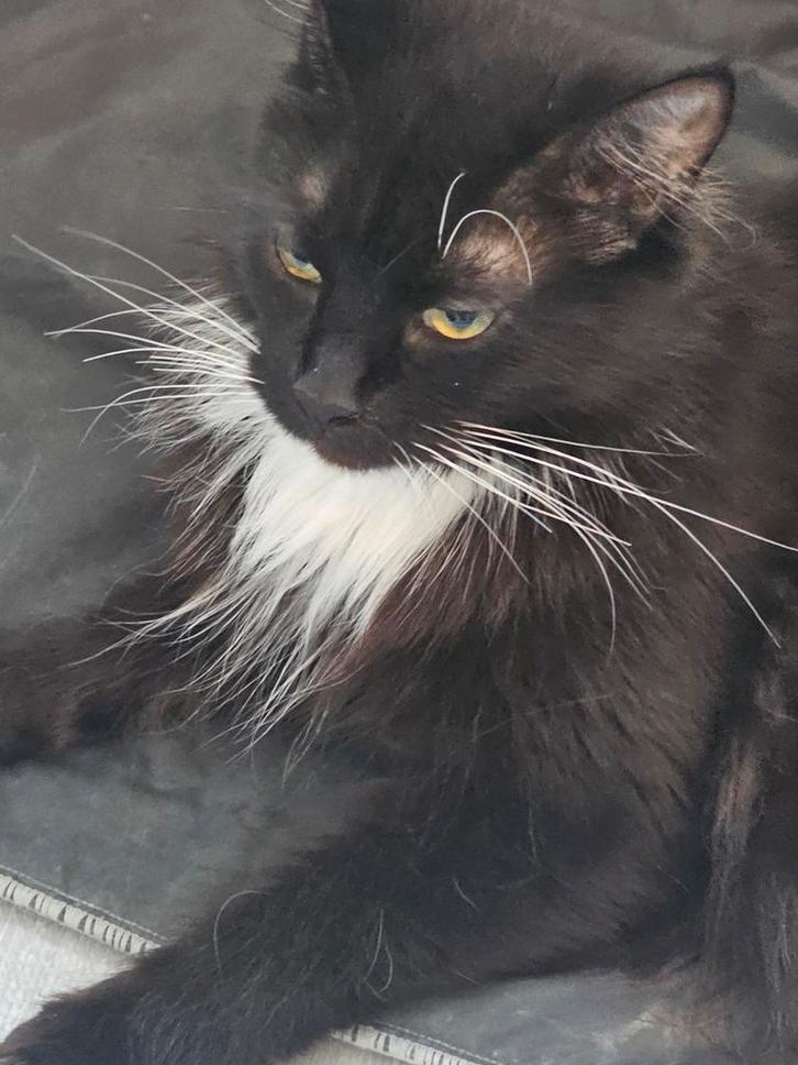 Nog 1 prachtige raszuivere maine coon beschikbaar, Dieren en Toebehoren, Katten en Kittens | Raskatten | Langhaar, Meerdere dieren