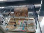 Japanse meeuwtjes, Dieren en Toebehoren, Minder dan 60 cm, Kooi, Gebruikt, Minder dan 75 cm