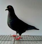 Kleurpostduif kleurpostduiven postduif kleurduif sierduif, Dieren en Toebehoren, Vogels | Duiven, Vrouwelijk, Postduif