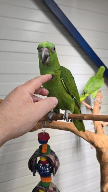 Tamme baby Geelnekamazones, een van beste praters
 beschikbaar voor biedingen