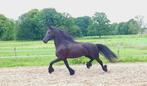 Friese merrie Tymen x Tsjalke 2020, Dieren en Toebehoren, Paarden, Merrie, B, Gechipt, 3 tot 6 jaar