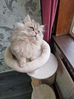 Raszuivere Scottish , langharig, 1 kater ⚡️⚡️, Dieren en Toebehoren, Katten en Kittens | Raskatten | Langhaar