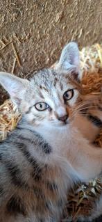 3 kittens, te koop vanaf november, Dieren en Toebehoren, Meerdere dieren