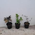 Mix van 3 vlierbessen | Black lace/Black tower/Golden tower, Ophalen of Verzenden, Zomer, Overige soorten, Volle zon