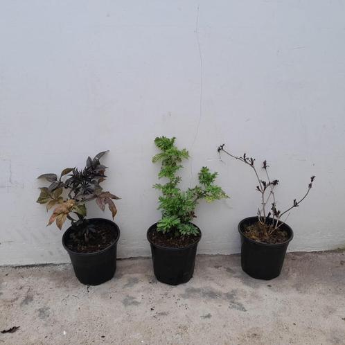 Mix van 3 vlierbessen | Black lace/Black tower/Golden tower, Tuin en Terras, Planten | Tuinplanten, Overige soorten, Volle zon