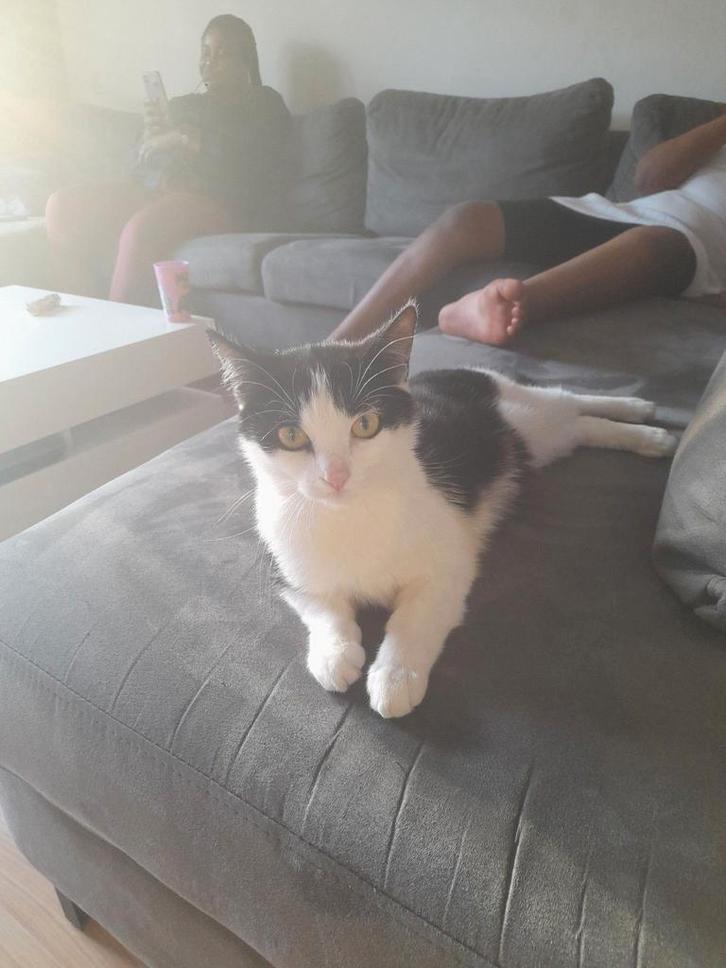 Poes mag voor gratis weg!!, Dieren en Toebehoren, Katten en Kittens | Raskatten | Korthaar, Poes