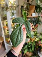 Amydrium medium silver stek | kamerplant, Huis en Inrichting, Kamerplanten, Ophalen of Verzenden, Overige soorten, Minder dan 100 cm