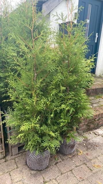 Thuja brabant en smaragd conifeer beschikbaar voor biedingen