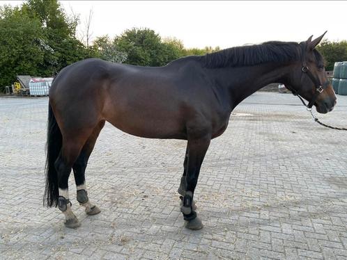 Knappe (fok)merrie, Dieren en Toebehoren, Paarden, Merrie, 165 tot 170 cm, 11 jaar of ouder, Dressuurpaard