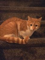 4 jarig gecastreerde rode kater, Dieren en Toebehoren, Kater