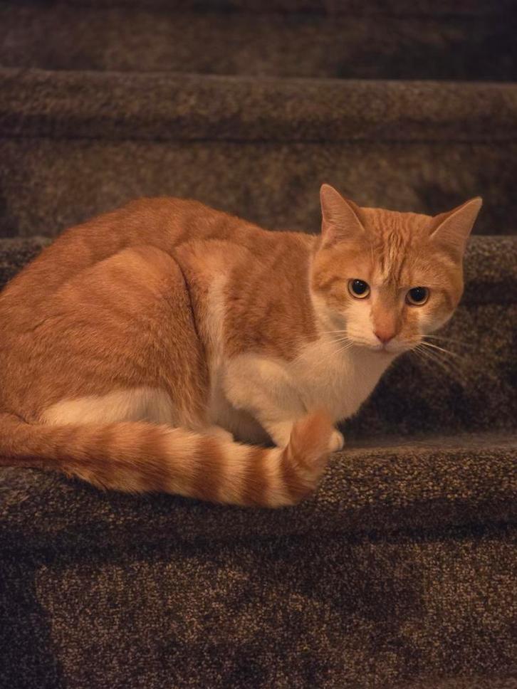 4 jarig gecastreerde rode kater, Dieren en Toebehoren, Katten en Kittens | Overige Katten, Kater