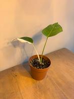 Monstera albo variegata, Ophalen, Halfschaduw, Minder dan 100 cm