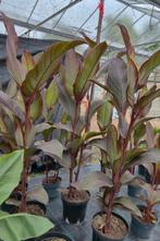 Canna musafolia 'Rubrum' - meerdere in pot, Overige soorten, 100 tot 250 cm, Zomer, Ophalen