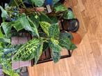 Dieffenbachia Reflector, Overige soorten, In pot, Minder dan 100 cm, Groene kamerplant