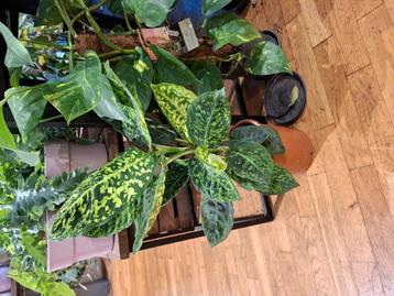 Dieffenbachia Reflector beschikbaar voor biedingen