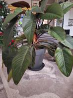 Philodendron erubescens 'Red Beauty' - Grote kamerplant, Huis en Inrichting, Ophalen, Halfschaduw
