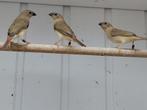 Diverse jonge vogels 2025, Dieren en Toebehoren, Vogels | Overige Vogels, Geslacht onbekend, Tropenvogel, Geringd