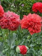 Zaden Papaver rode pompon, Verzenden, Volle zon