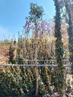 Prunus lusitanca angustifolia op stam 180/200cm stamhoogte, Ophalen, Halfschaduw, Leiboom, 100 tot 250 cm