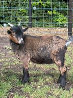 Maanvlek bokje tekoop, Dieren en Toebehoren, Schapen, Geiten en Varkens, Mannelijk, Geit, 0 tot 2 jaar