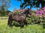 Prachtige New Forest D- pony met veulen te koop, Dieren en Toebehoren, Pony's, Merrie, B, Gechipt, 3 tot 6 jaar