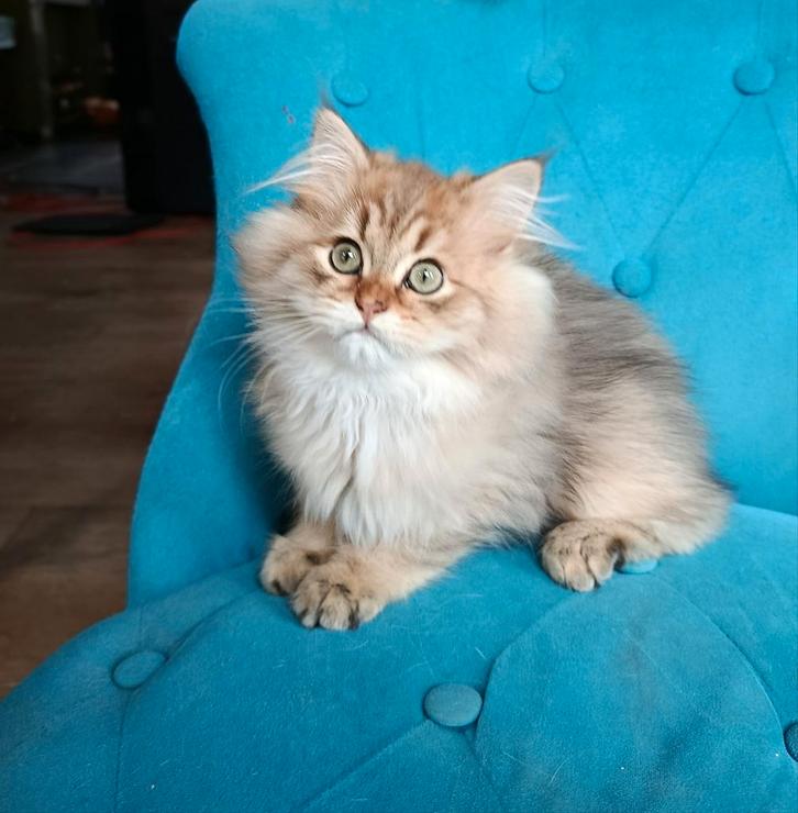 British langhaar golden black shaded, Dieren en Toebehoren, Katten en Kittens | Raskatten | Korthaar, Kater, 0 tot 2 jaar, Met stamboom