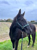 Bijrijder/verzorgster gezocht, Dieren en Toebehoren, Stal, Priscillaleeuwen@gmail.com, Heemskerk, Toebehoren