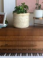 Grote Peperomia Raindrop in mand, Ophalen of Verzenden, In pot, Halfschaduw, Minder dan 100 cm