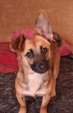 Kleine, actieve meisje zoekt huis., Dieren en Toebehoren, Honden | Niet-rashonden, Particulier, Rabiës (hondsdolheid), 15 weken tot 1 jaar