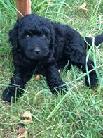 Lief zwart Bernerdoodle pup reutje, Dieren en Toebehoren, Rabiës (hondsdolheid), Overige rassen, 8 tot 15 weken, Meerdere