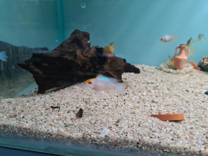 Electric Blue Orange Head Ramirezi Cichliden, dwergcichliden, Dieren en Toebehoren, Vissen | Aquariumvissen, Zoetwatervis, Vis